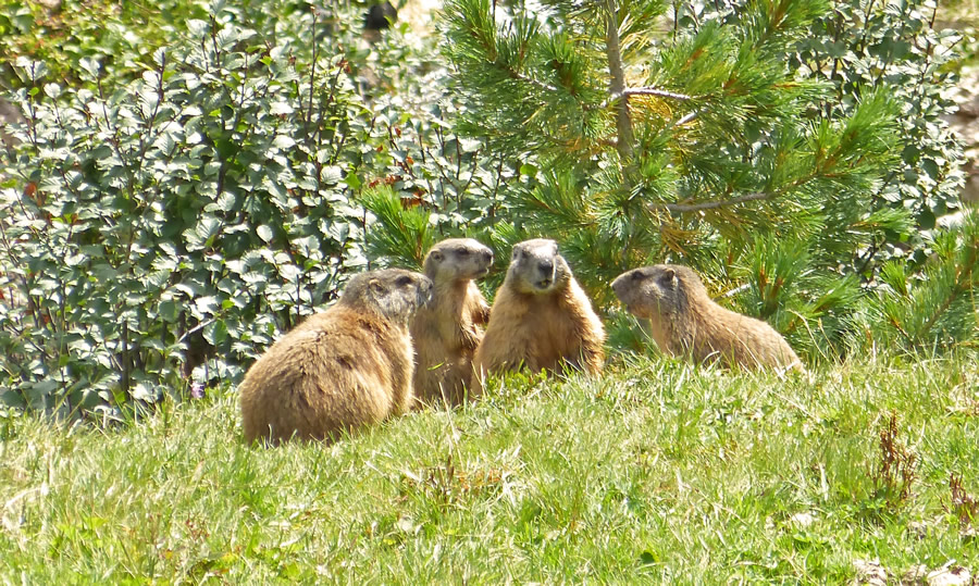 Eine Gruppe Murmeltiere