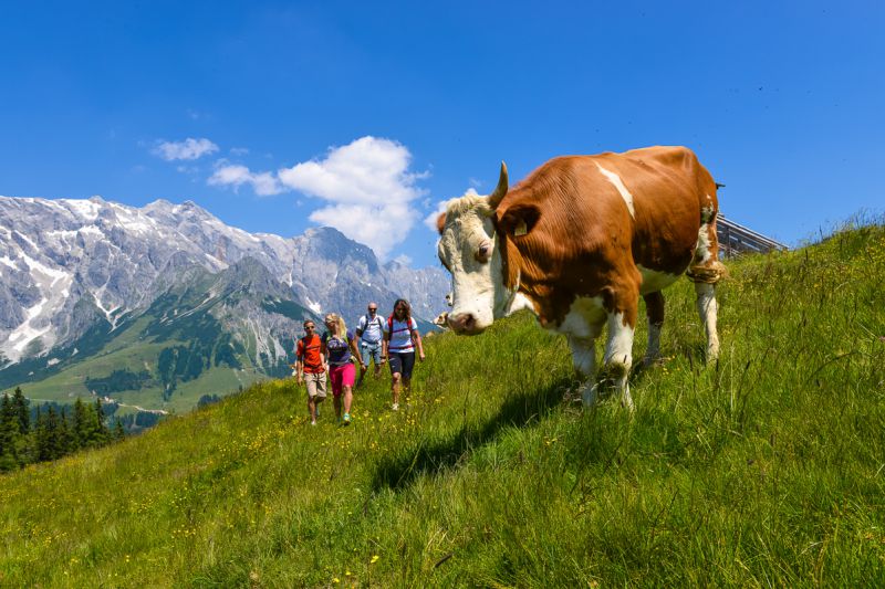 wandern-hochkoenig-wanderurlaub-dienten-d13ac6462895073ff6ab2f9421f40414.jpg